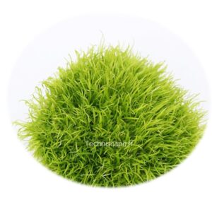 Utricularia graminifolia