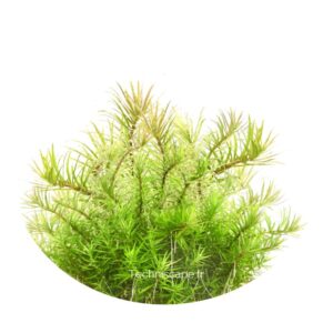 Limnophila Vietnam Mini