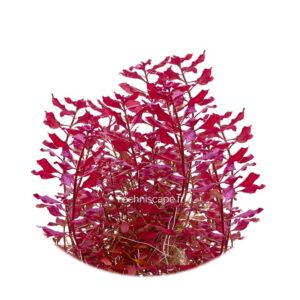 Ludwigia palustris « Mini Super Red »