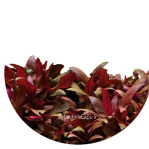 Alternanthera reineckii  Mini