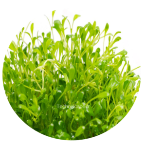 Glossostigma elatinoides