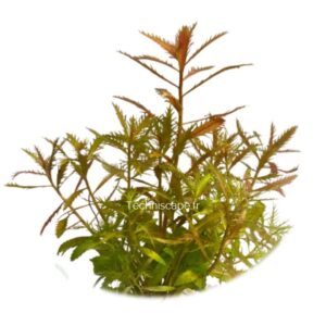 Proserpinaca palustris