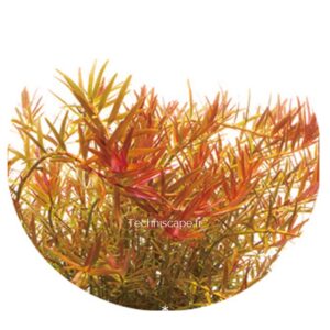 Rotala hra