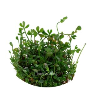 Marsilea crenata