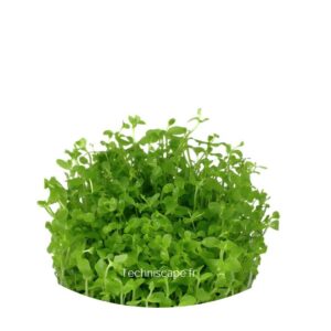 Micranthemum « Monte Carlo »