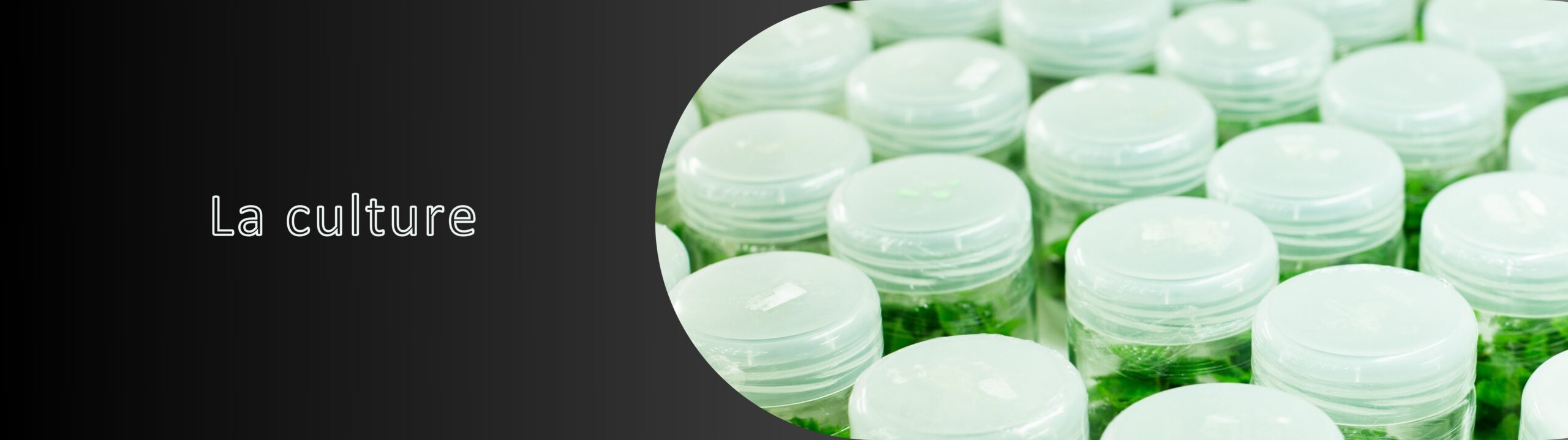 La culture