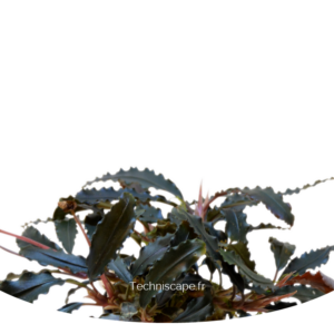 Bucephalandra Biblis