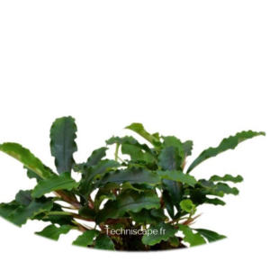 Bucephalandra « Green Velvet »