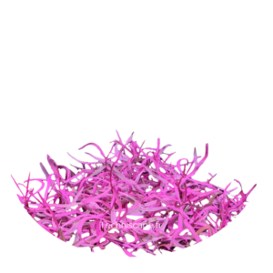 Hygrophila Lancea Chai