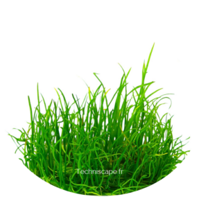 Lilaeopsis Mauritiana