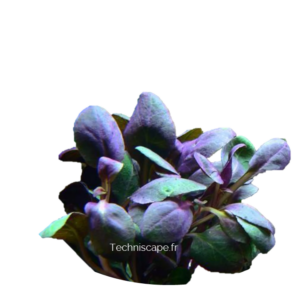 Lobelia Cardianalis dwarf