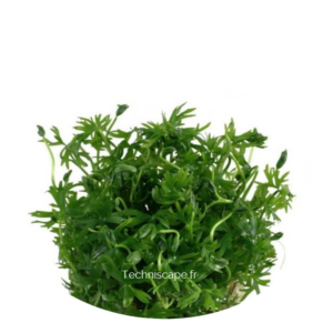 Ranunculus inundatus